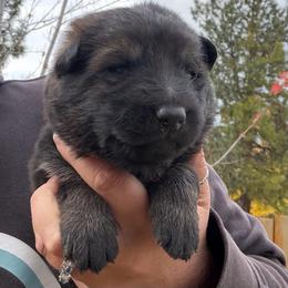 Loki - Sable male German Shepherd puppy in Missoula, Montana from Spartan German Shepherds