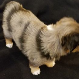 Toy Australian Shepherd Puppies from Shelly Johnson's Australian Shepherds