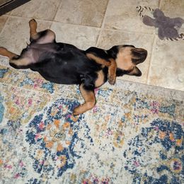 Rottweiler Puppies from Von Schonen Rottweilers