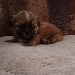 Tim - Brindle male Shih Tzu puppy in Grand Prairie, Texas from R&R Shih-Tzus & Stud Services