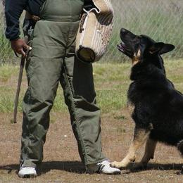 German Shepherds from Gnadehund German Shepherds