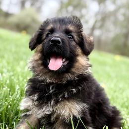 Riley - Black and red female German Shepherd puppy in Johnstown, Ohio from Vom Haus Neufus