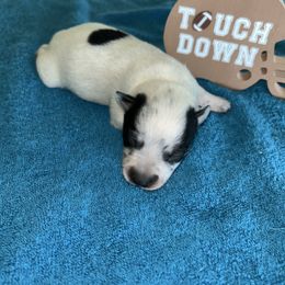 Boy 1 - Blue male Australian Cattle Dog puppy in Chelsea, Oklahoma from CT Mini Heelers