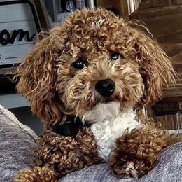 Aussiedoodles and Goldendoodles from Kay Kay’s Poodles & Doodles