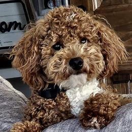 Aussiedoodles and Goldendoodles from Kay Kay’s Poodles & Doodles
