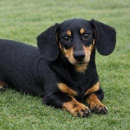 Hanna - Dachshund