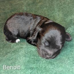 Benoit - Black and white male Cockapoo puppy in Sunset, Louisiana from Cano Cockapoos