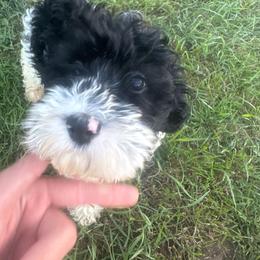 Boy 3 - Black and white male Cockapoo puppy in Galena, Illinois from Perry's doodles