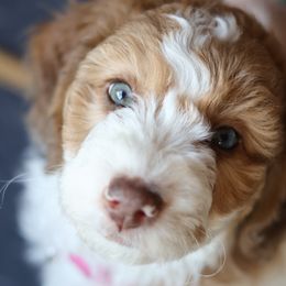 Marge - Parti female Goldendoodle puppy in Windsor, Colorado from Front Range Family Doodles