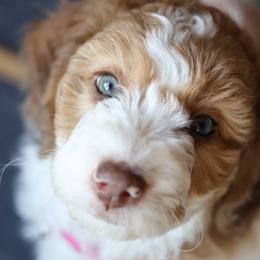 Marge - Parti female Goldendoodle puppy in Windsor, Colorado from Front Range Family Doodles