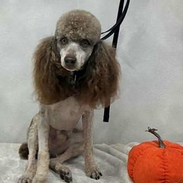 Moses - Phantom male Poodle puppy in Winter Haven, Florida from Herdez’s Poodles