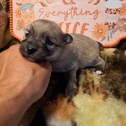 TIPPY 1 - Wolf sable male Pomeranian puppy in Lore City, Ohio from Tonia's Pomeranians