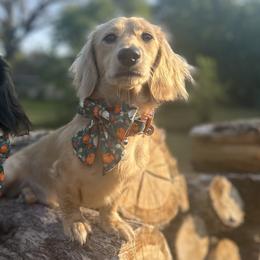 Dachshunds from Kelbe’s Dachshunds