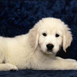 Yoshi - Light golden male Golden Retriever puppy in Auora, Colorado from Grace Skye Goldens
