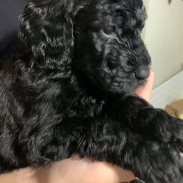 Goldendoodle Puppies from Izzy's Doodles