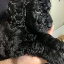Goldendoodle Puppies from Izzy's Doodles