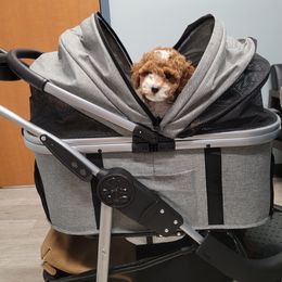 Cavapoo Puppies from Carolina Springs Breeding