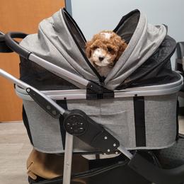 Cavapoo Puppies from Carolina Springs Breeding