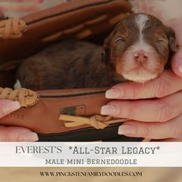 Coach - Merle male Bernedoodle puppy in Jackson, Missouri from Pincksten Family Doodles