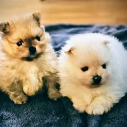 Pomeranian Puppies from Cardián Pomeranians