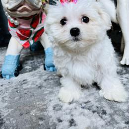 Maltese Puppies from Hosking kennels