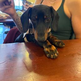 Chico - Black and tan male Dachshund puppy in Newton, North Carolina from Sagebrush Doxies
