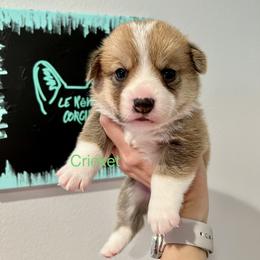 Boy 1 - Sable Pembroke Welsh Corgi puppy in Fallbrook, California from Le Rêve Corgis