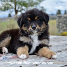 BTF-3 - Black tri female Miniature American Shepherd puppy in Baker City, Oregon from Back Country Aussies
