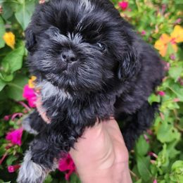 Havanese and Shih Tzu Puppies from Locust Creek Shih Tzu & Havanese