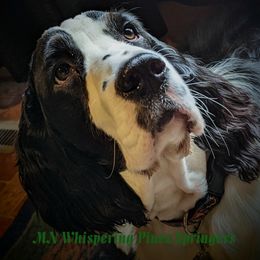 English Springer Spaniel All Grown Up from MN Whispering Pines Springers