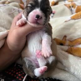 Purple collar girl - Sable female Pembroke Welsh Corgi puppy in Flat Rock, Alabama from Fluffy Butt Acres