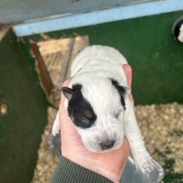 Boy 3 - Blue speckled male Australian Cattle Dog puppy in Mooresboro, North Carolina from Grog Creek Kennel