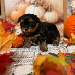 Abby - Black and gold female Shorkie puppy in Atoka, Oklahoma from Boggy Depot Cavaliers & Friends