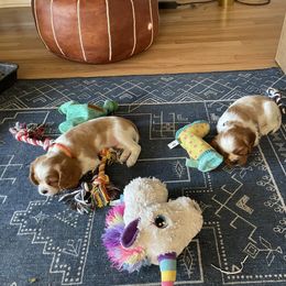 Cavalier King Charles Spaniel Puppies from Colorful Cavaliers