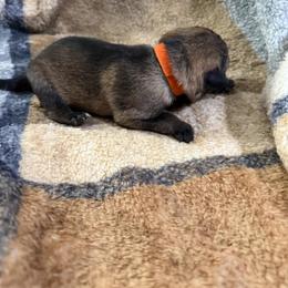 A1-10 Sable Boy - Sable male German Shepherd puppy in Lincoln, California from Valor-K9s