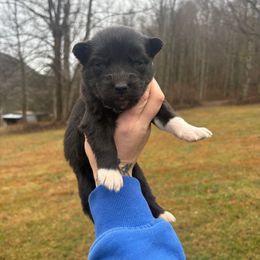 Red - Black and white female Siberian Husky puppy in Jonesborough, Tennessee from Dry Creek Siberians