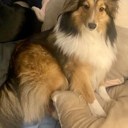 Shetland Sheepdog and Toy Shetland Sheepdog All Grown Up from Empire Shelties