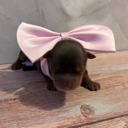 Princess - Chocolate and tan Yorkshire Terrier puppy in Jacksonville, Florida from TLJ Choco Yorkie Love