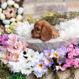 Ruby Girl - Ruby female Cavalier King Charles Spaniel puppy in Grand Prairie, Texas from Westchester Cavaliers