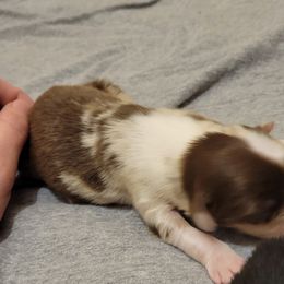Miniature Australian Shepherd Puppies from Hiawassee Aussies