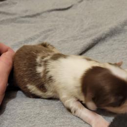 Miniature Australian Shepherd Puppies from Hiawassee Aussies
