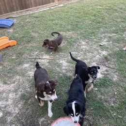 Australian Shepherd and Miniature Australian Shepherd Puppies from Integrity Aussies Tx