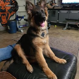 German Shepherd All Grown Up from Bunkerhill Shepherds