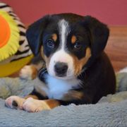 Entlebucher Mountain Dog Puppies from Excel-Entlebuchers