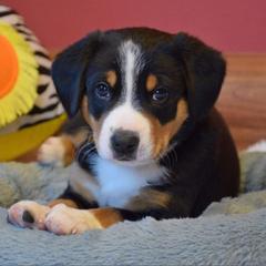 Entlebucher Mountain Dog Puppies from Excel-Entlebuchers
