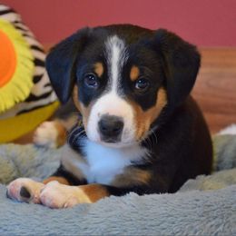 Entlebucher Mountain Dog Puppies from Excel-Entlebuchers
