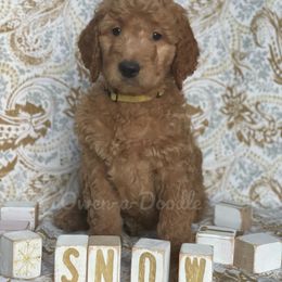 Goldendoodle Puppies from Owen-a-Doodle