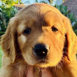 Cocker Spaniels and Golden Retrievers from American Golden Retrievers