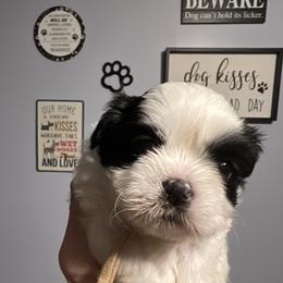 Luna -pink collar - Black and white female Shih Tzu puppy in Mays Landing, New Jersey from Fancy Paws Shorkies & Shih Tzus