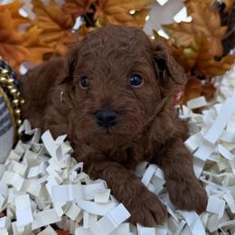 Goldendoodles and Poodles from Katy's Toy Poodles & Doodles